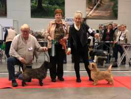 BIR & BIM Terrierderby 2017 Malmö Humlan