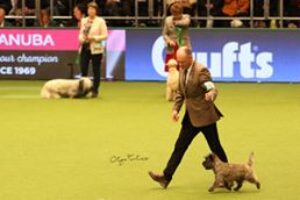 Crufts Magnus 9