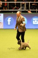 Crufts magnus 6