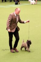 Crufts magnus 7