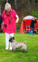 Rich CAC Bjuv terrier specialty