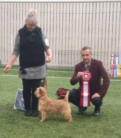 BIS National Terrier Show Tånga 2021