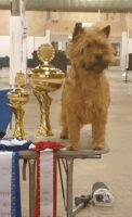 Best In Show-2 Herning -21