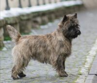Torvi Profil