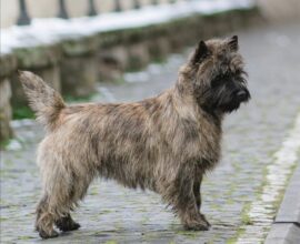 Torvi Profil Torvi Profil