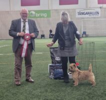 Humlan BIS Terrier Specialty, Judge Kevin Brown