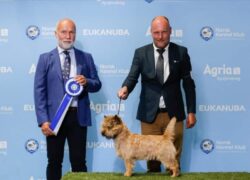 Alan Best Terrier Sandefjord-22