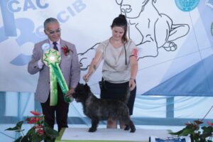 Lewis best Terrier in Italy