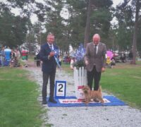 Alan Best Terrier-2 Nat. Show Öland-22