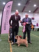 Alan Best In Show Terrierspecialty 2022