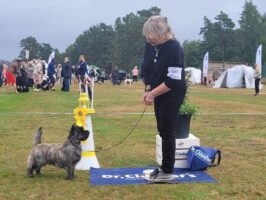 Daimon, Best terrier-3 in Ljungskile National show.-22