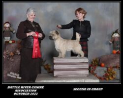 Danny Best Terrier-2 Alberta Canada-22