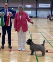 Daimon BOB Club European Winner-23 Breed specialist Joe Vernuccio,USA.